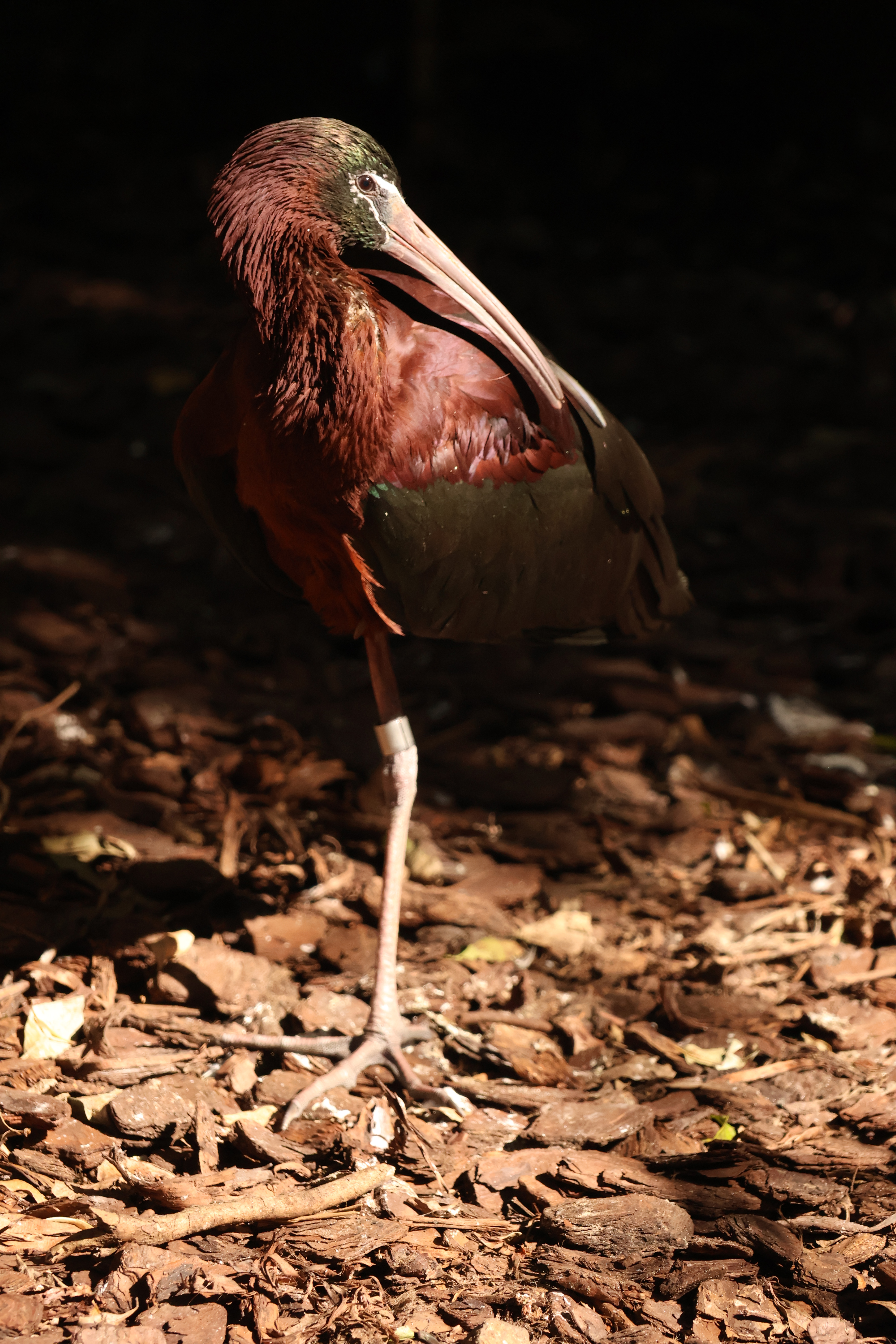 red and black bird standing on one leg with dark background