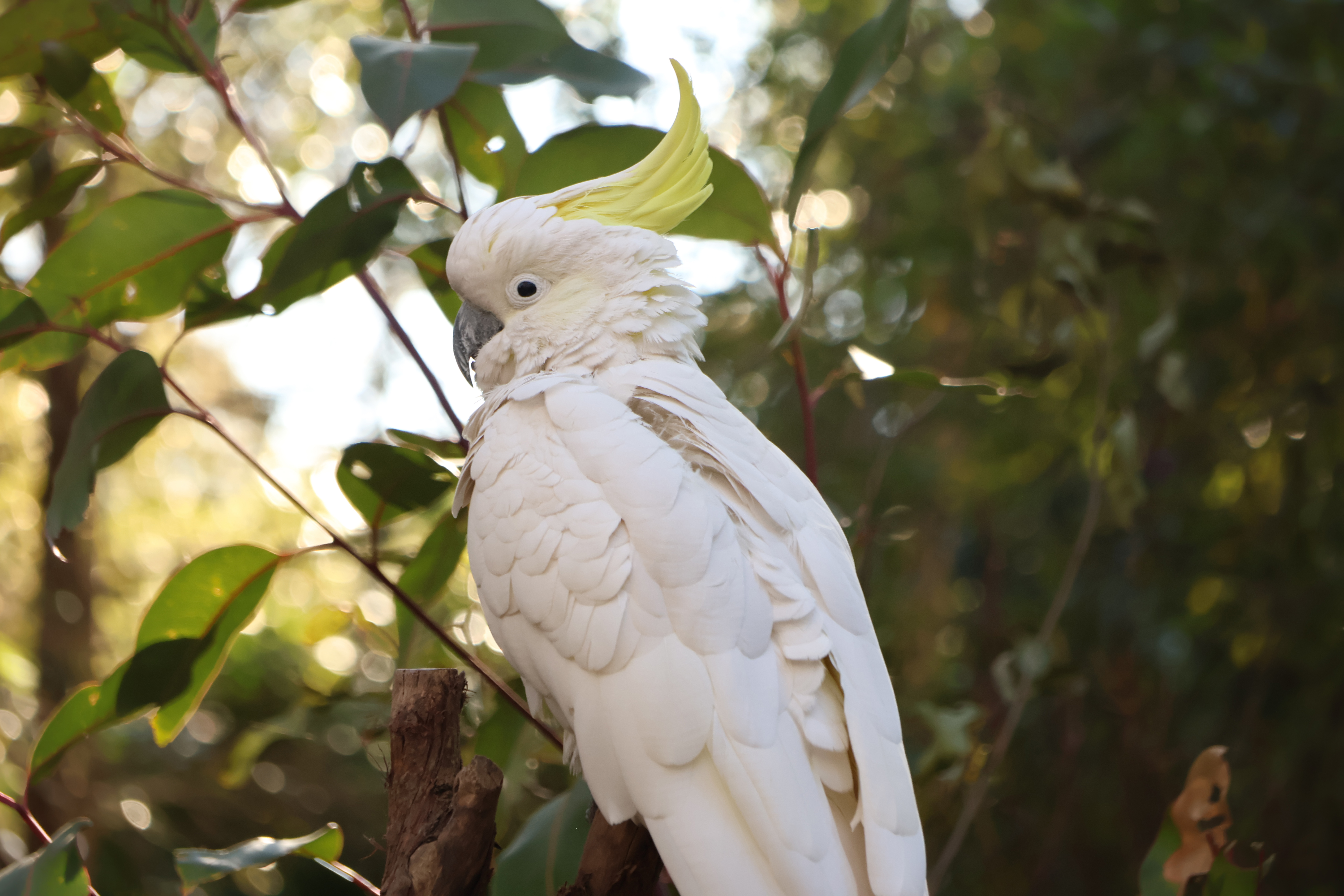 cockatoo in a tree