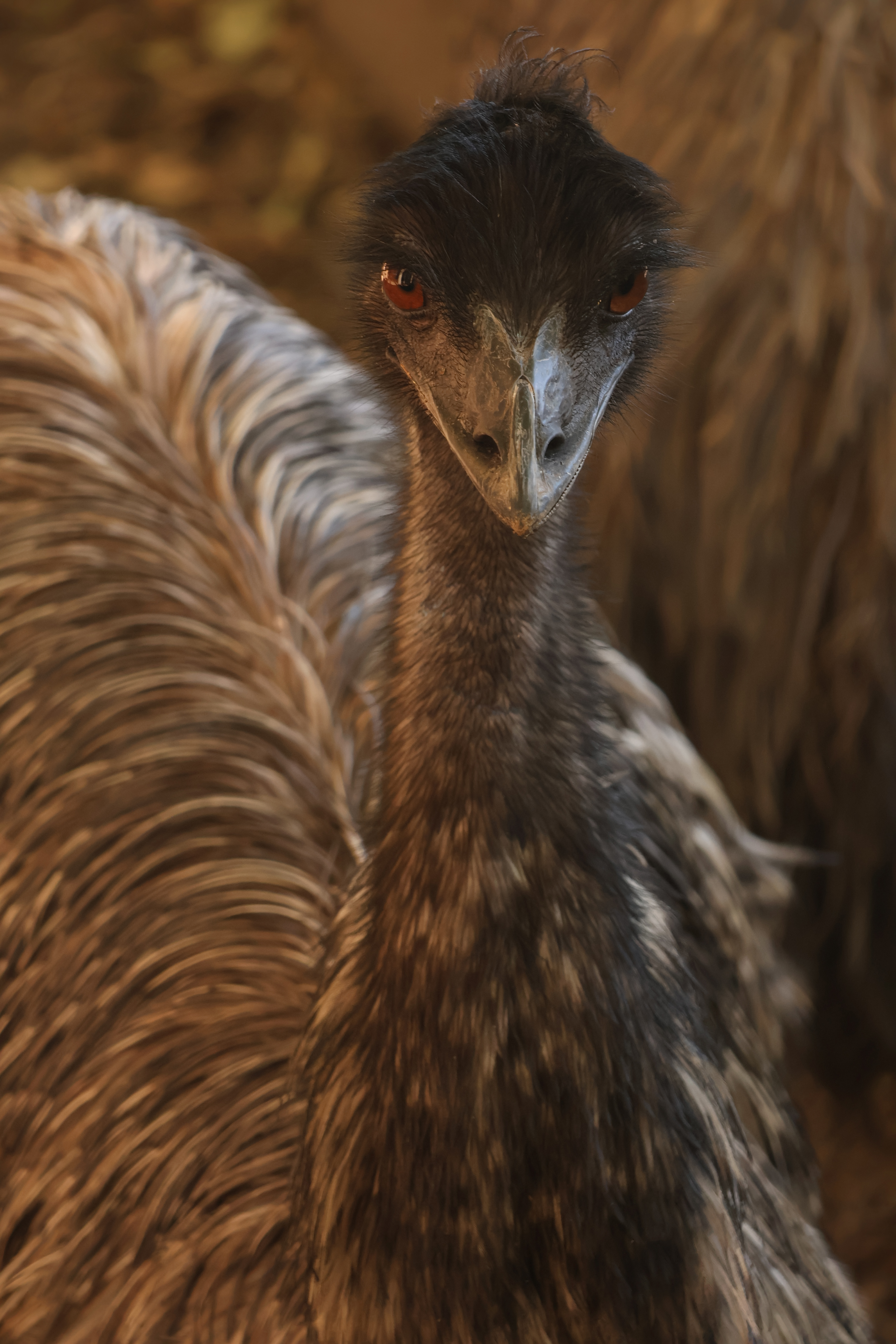 emu