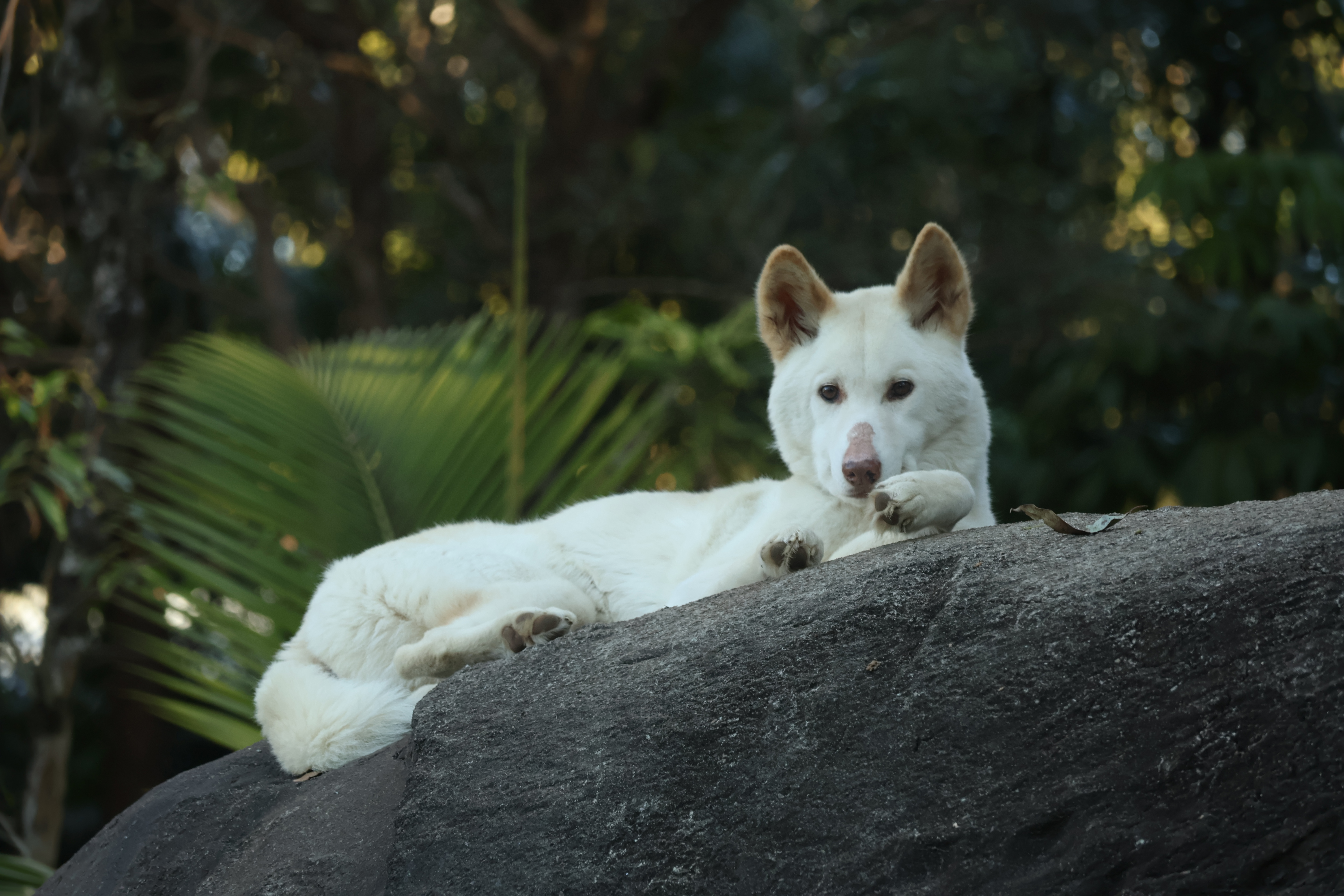 white dog on a rock