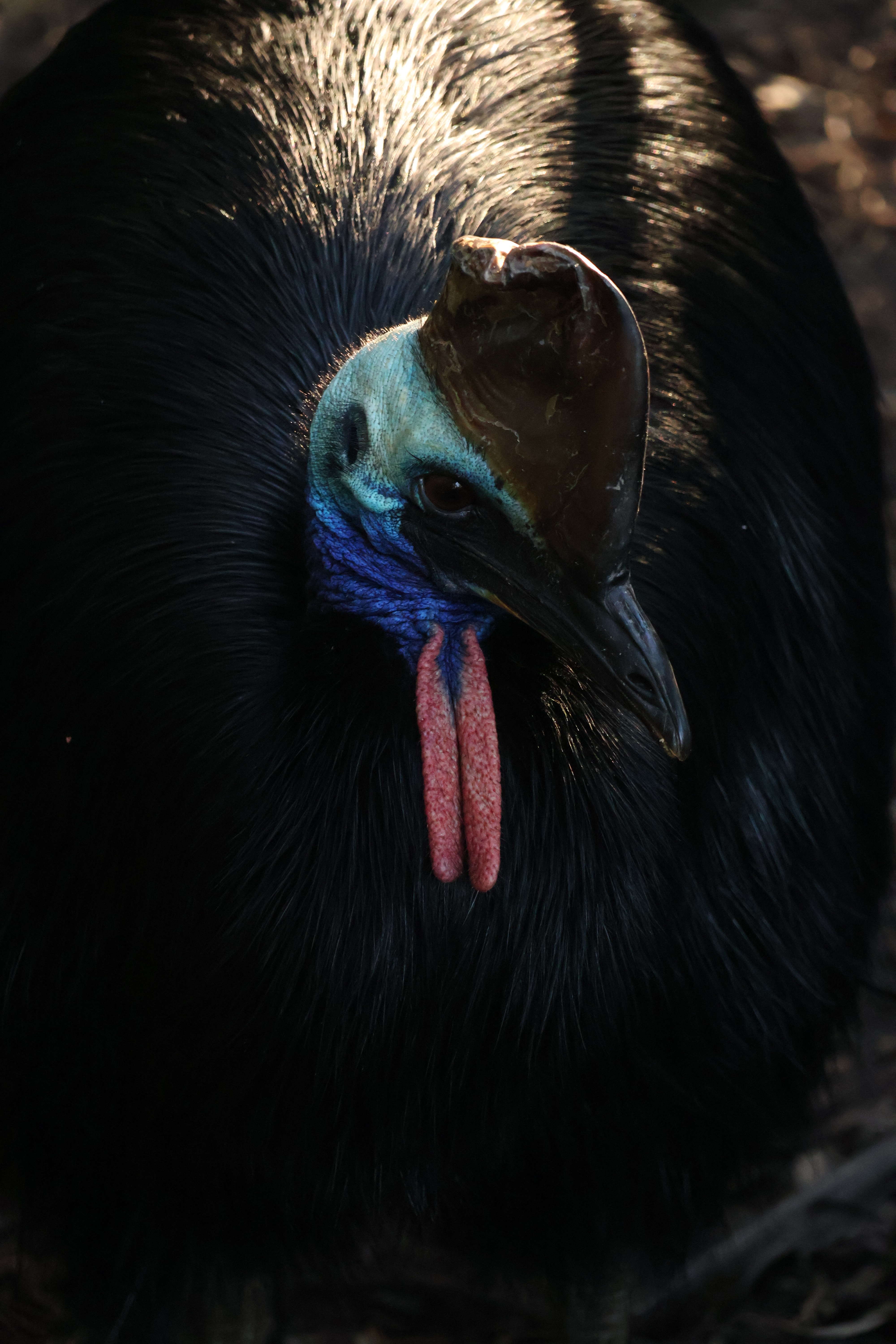 cassowary
