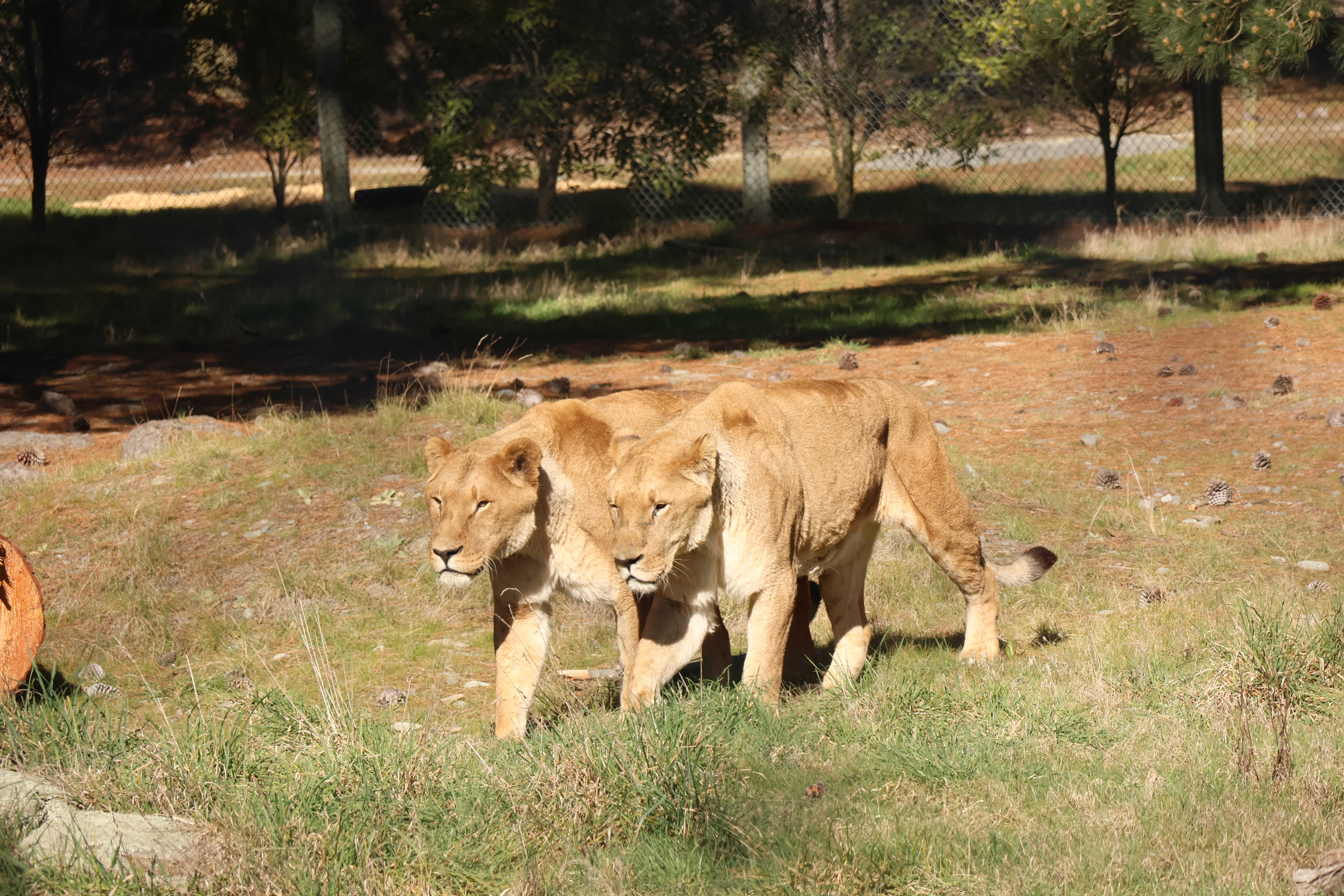 2 lions pacing side by side