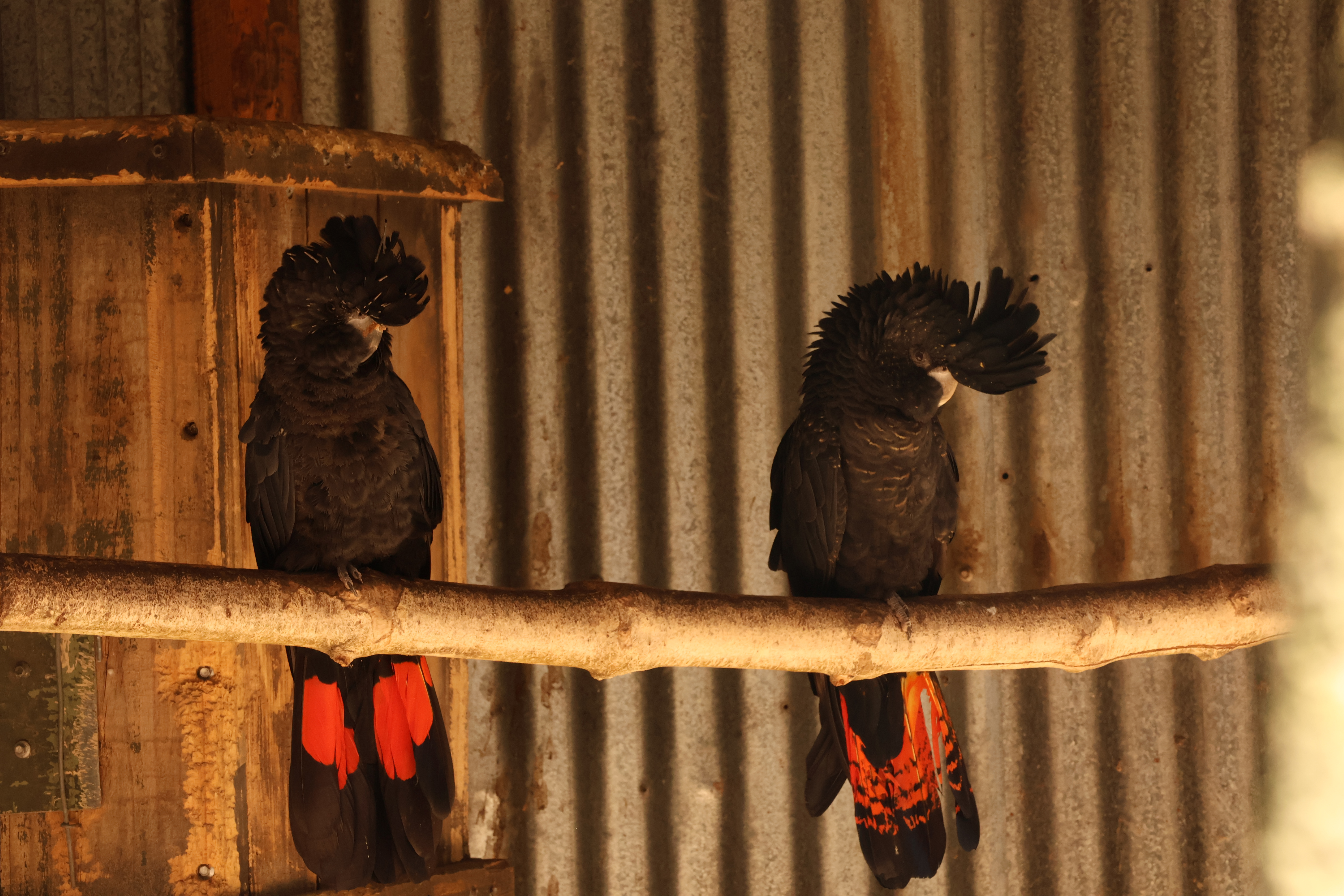 2 birds resting on a log