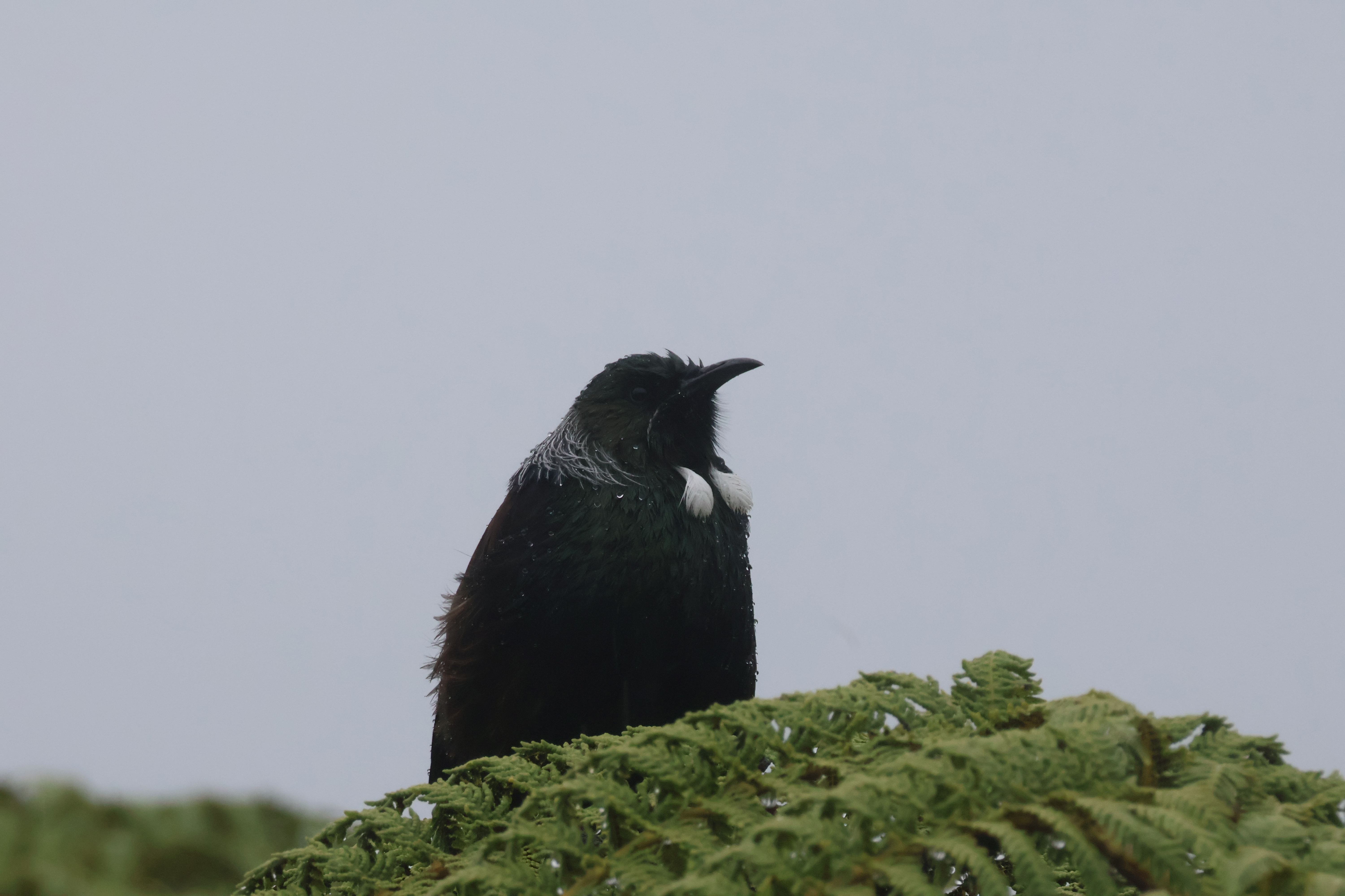 tui in a tree in the rain