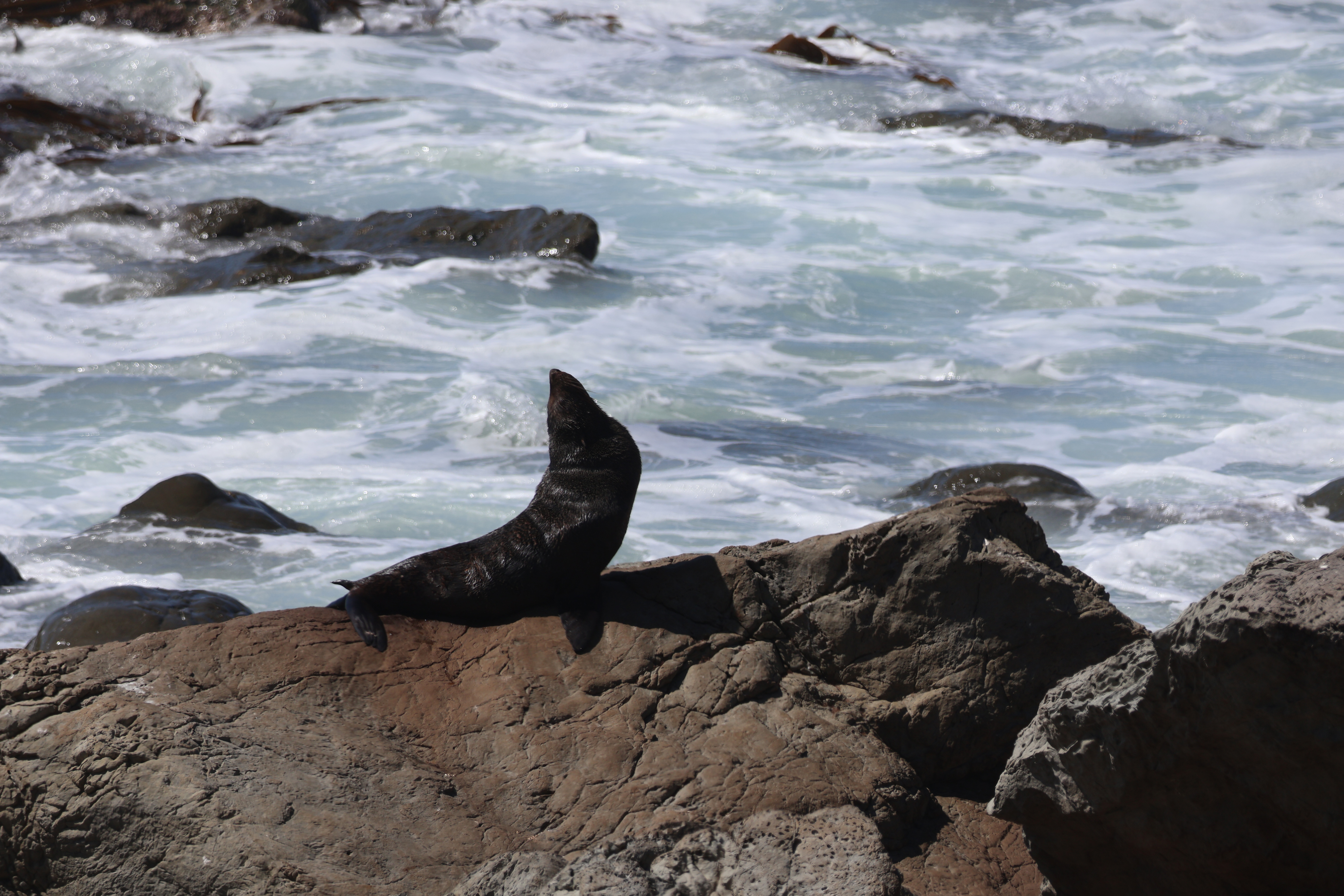 seal sunbathing on a rock