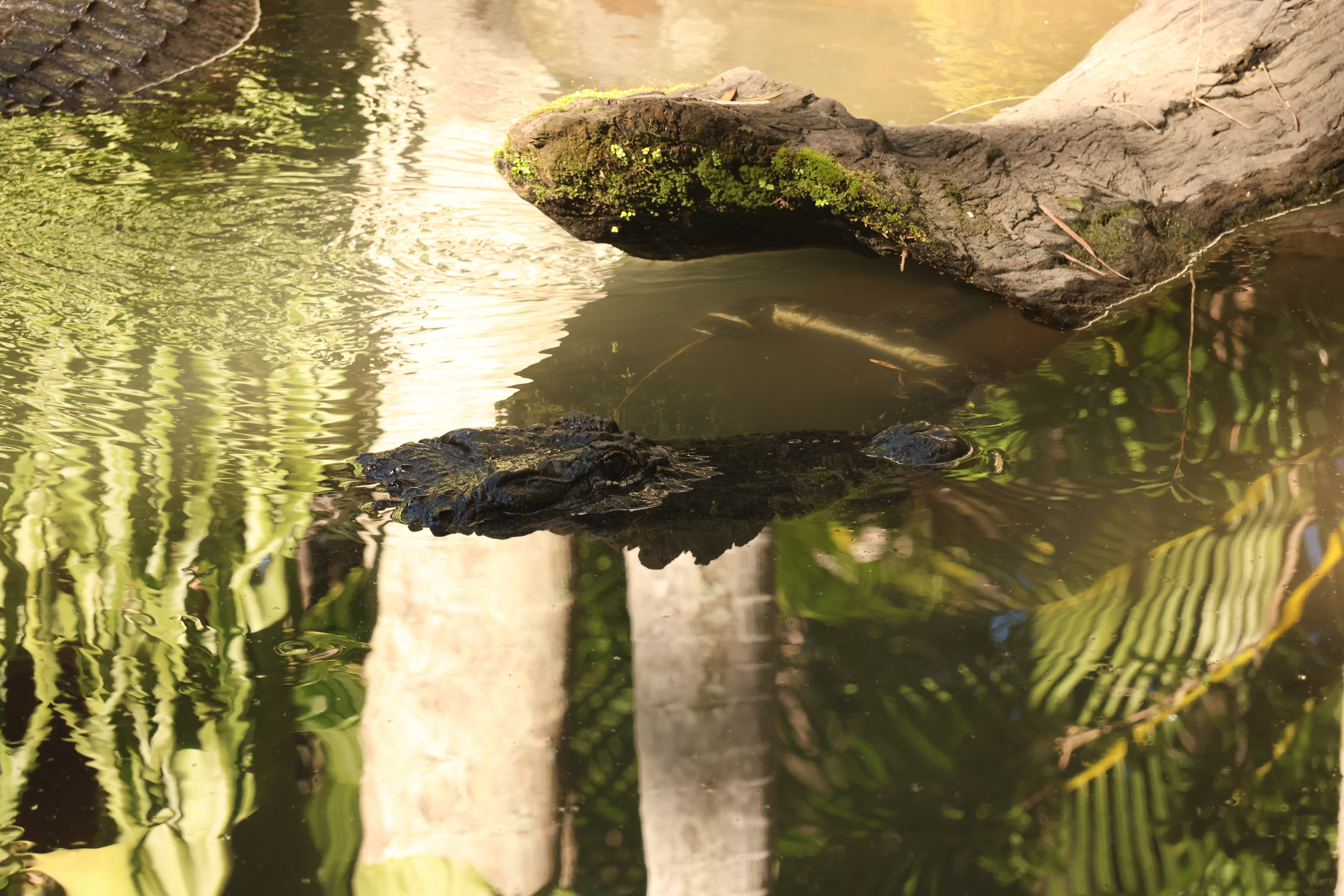 crocodile eyes just above water