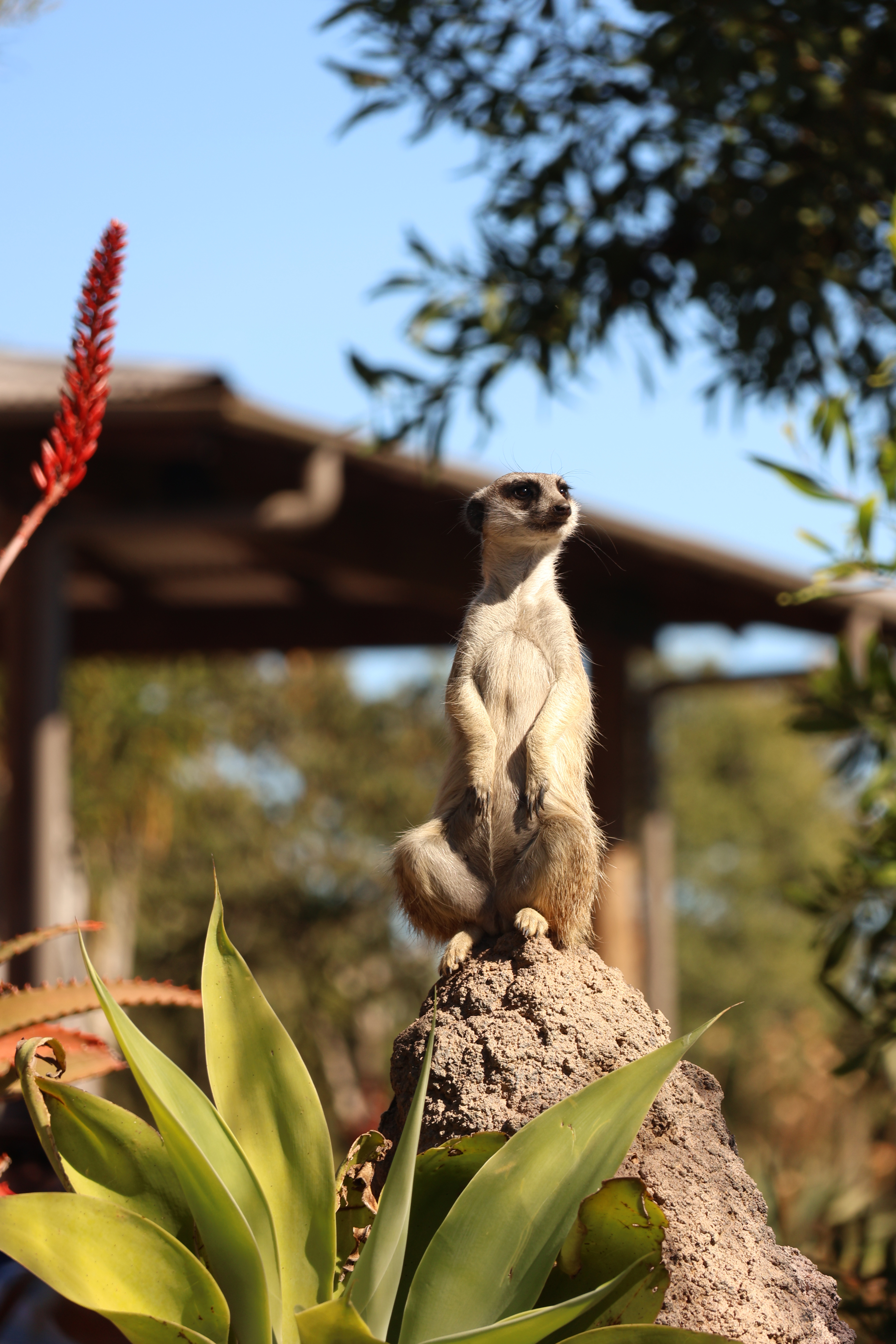 meerkat on a rock