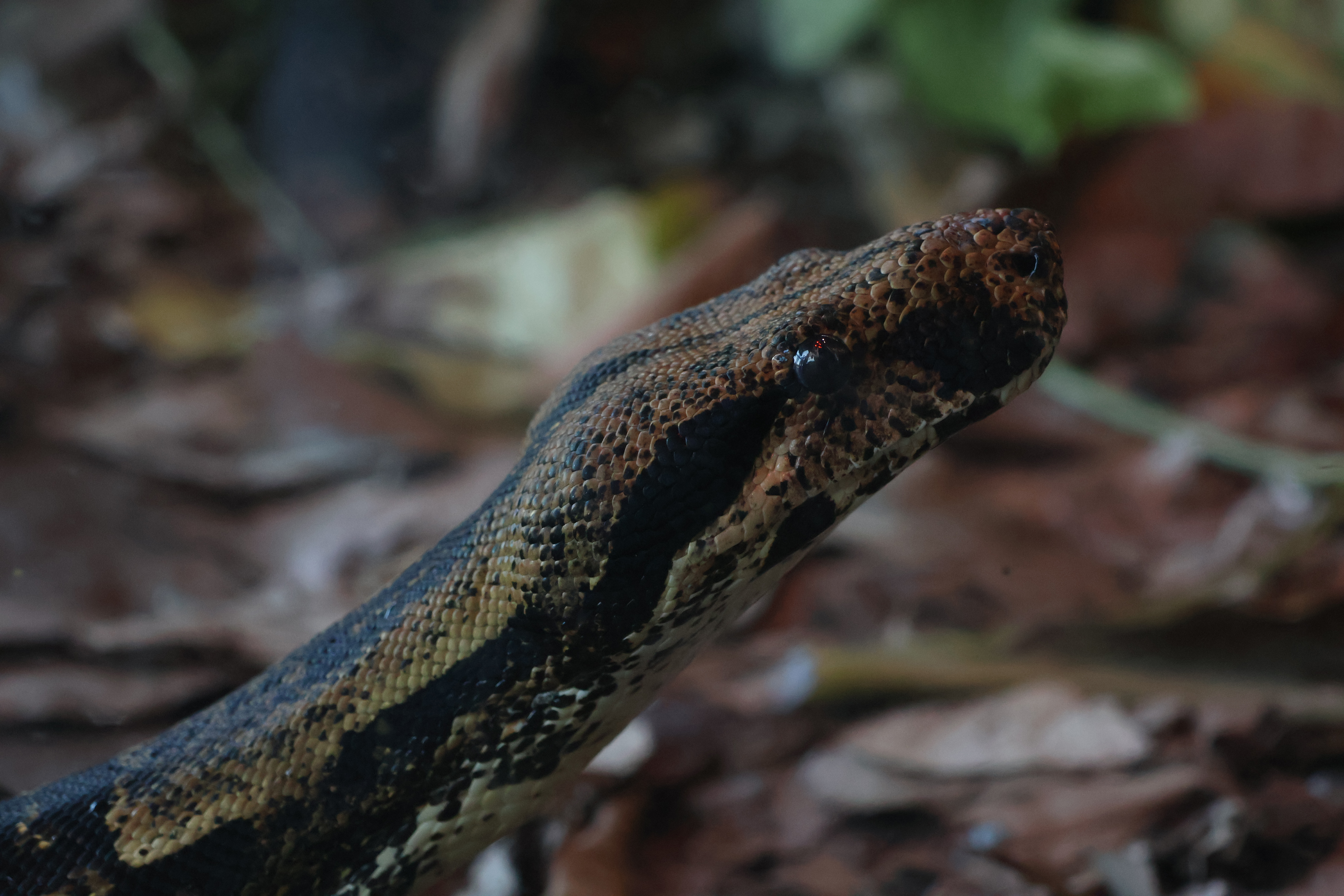 snake
