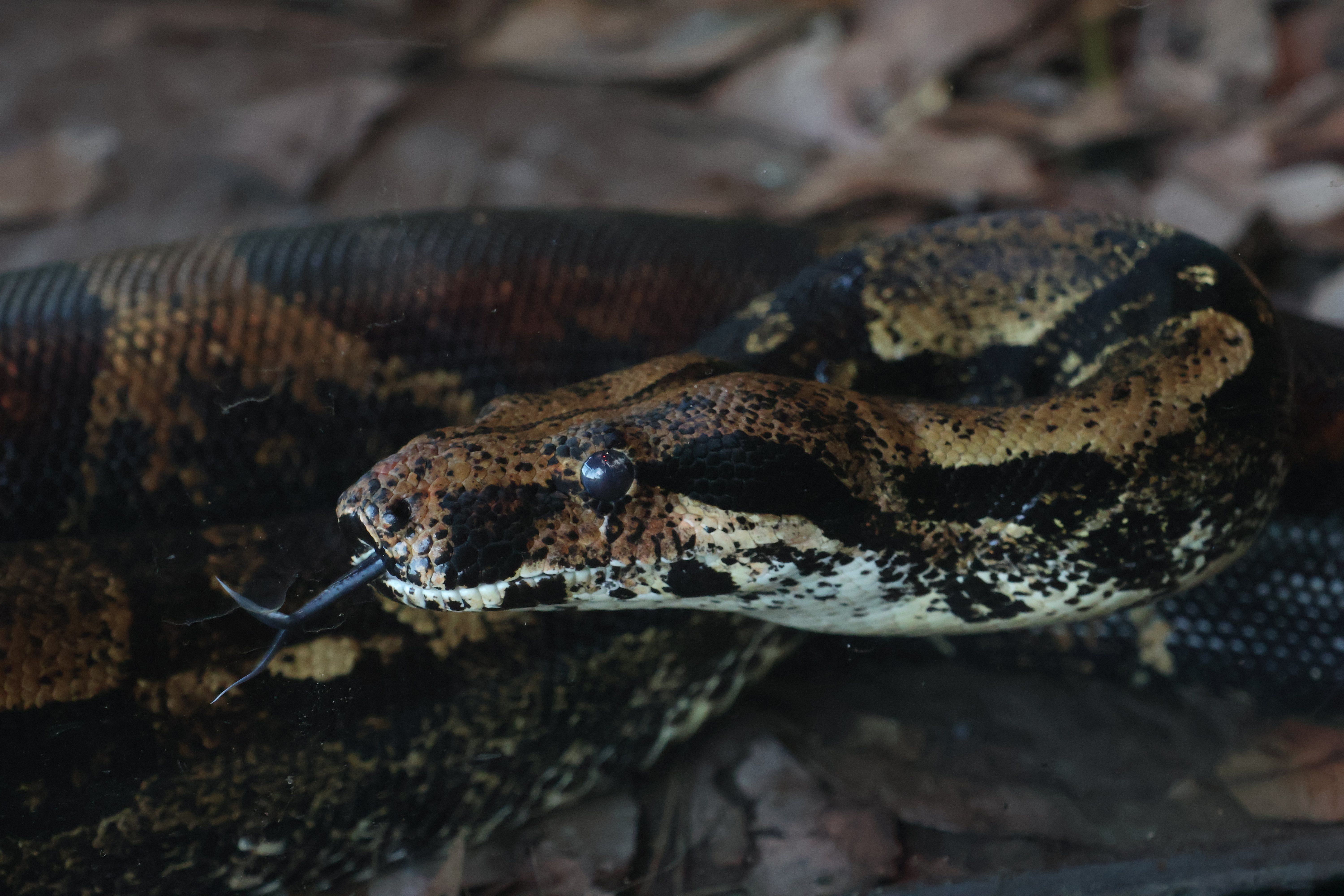 snake hissing