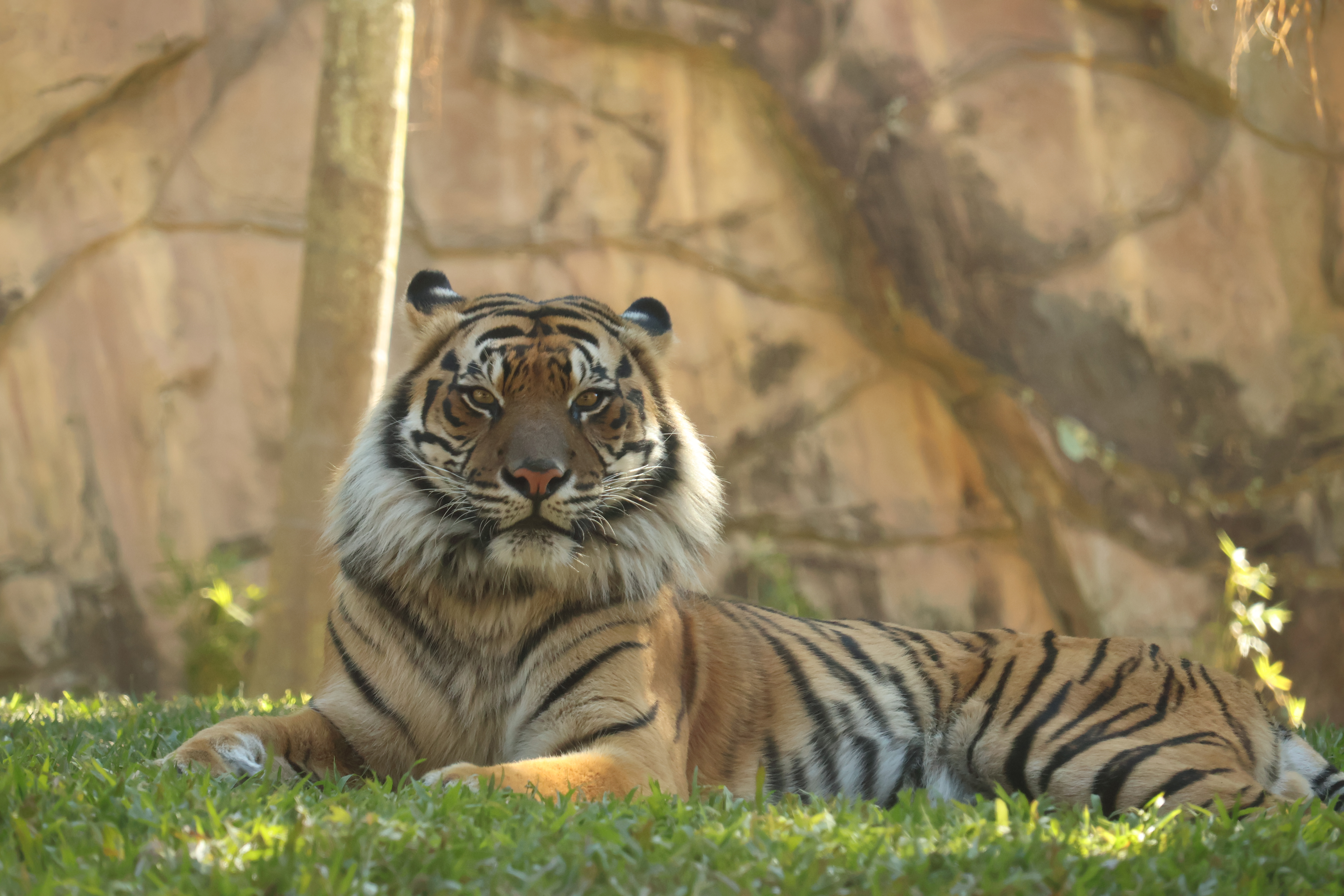 tiger