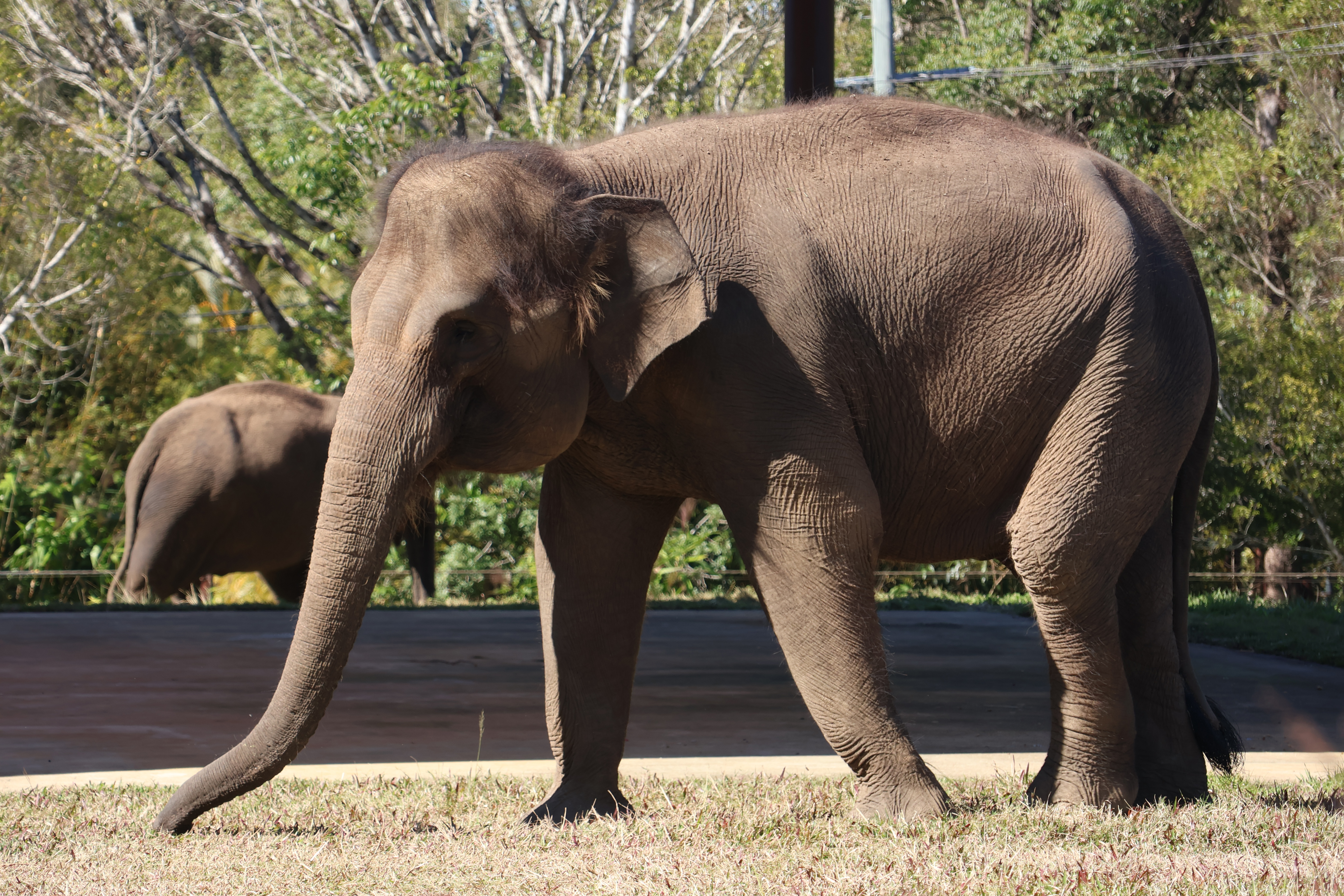 elephant