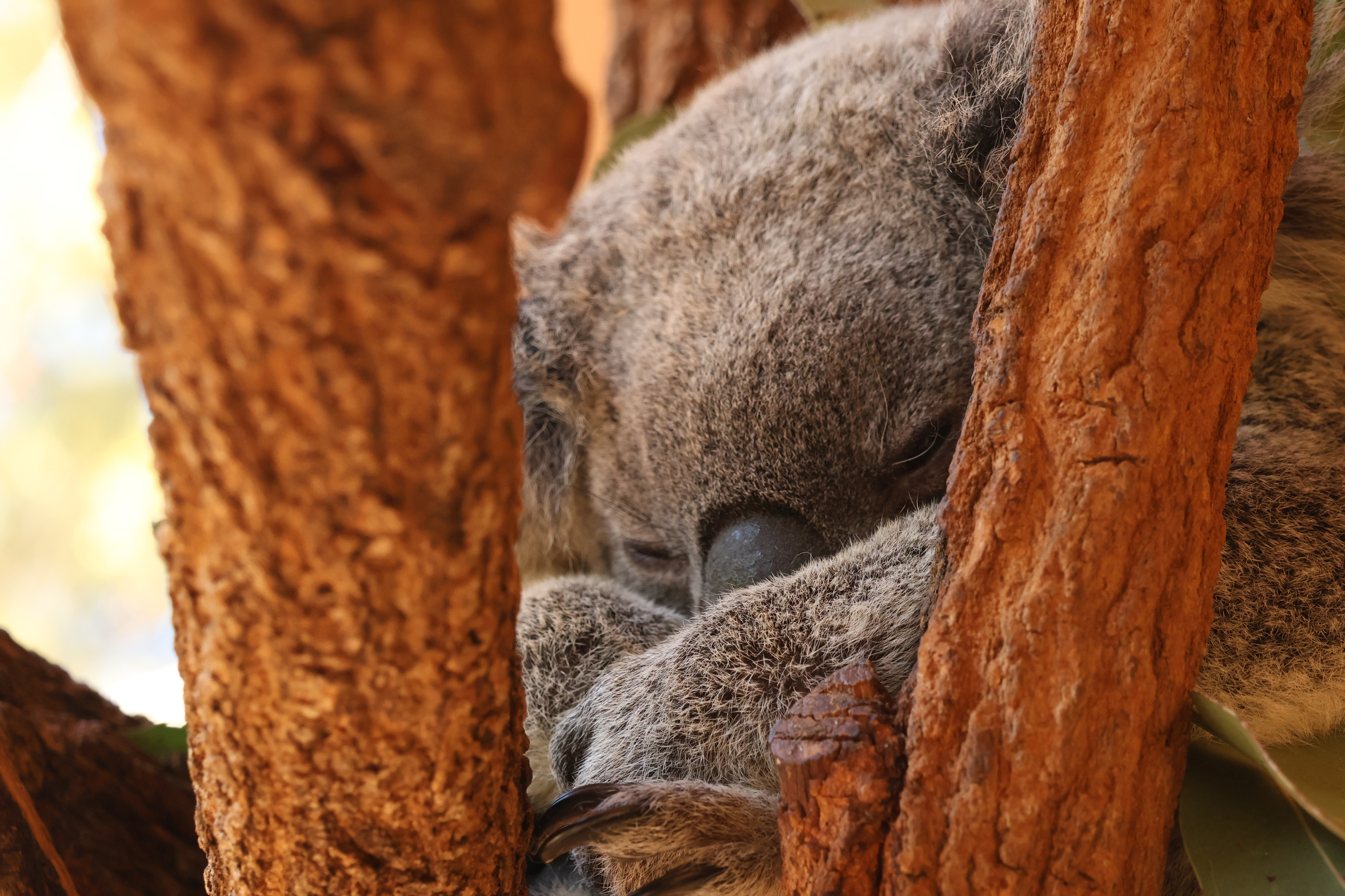 koala asleep in a tree